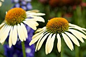 ECHINACEA SOMBRERO SANDY YELLOW