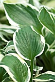 HOSTA PATRIOT