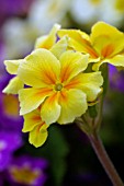 PRIMULA CRESCENDO SERIES,  POLYANTHUS.