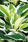 HOSTA PATRIOT