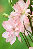 DELPHINIUM ELATUM CORAL SUNSET