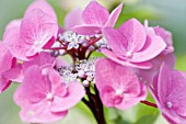 HYDRANGEA MACROPHYLLA ZORRO