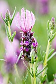 LAVANDULA STOECHAS STRAWBERRY RUFFLES