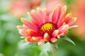 GAILLARDIA X GRANDIFLORA ARIZONA RED SHADES