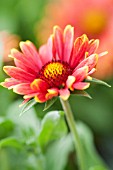 GAILLARDIA X GRANDIFLORA ARIZONA RED SHADES