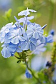 PLUMBAGO AURICULATA