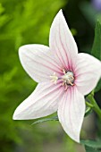 PLATYCODON GRANDIFLORUS FUJI PINK