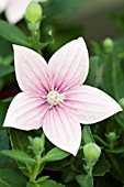 PLATYCODON GRANDIFLORUS FUJI PINK