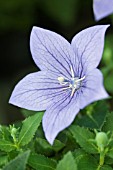 PLATYCODON GRANDIFLORUS FUJI BLUE