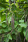 CATALPA BIGNONIOIDES