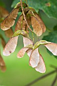 ACER PSEUDOPLATANUS