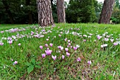 CYCLAMEN HEDERIFOLIUM NATURALISED IN GRASS