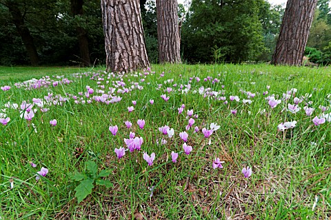 CYCLAMEN_HEDERIFOLIUM_NATURALISED_IN_GRASS