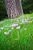 CYCLAMEN HEDERIFOLIUM NATURALISED IN GRASS