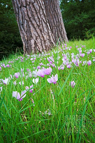 CYCLAMEN_HEDERIFOLIUM_NATURALISED_IN_GRASS