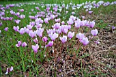 CYCLAMEN HEDERIFOLIUM NATURALISED IN GRASS