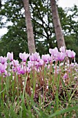 CYCLAMEN HEDERIFOLIUM NATURALISED IN GRASS