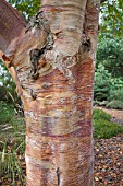 BETULA ALBOSINENSIS RED PANDA