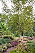 BETULA ERMANII X PUBESCENS AT THE PINETUM RHS GARDEN WISLEY