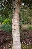 BETULA ERMANII X PUBESCENS AT THE PINETUM RHS GARDEN WISLEY