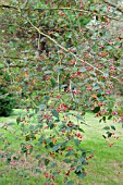 SORBUS ALNIFOLIA