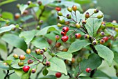 PHOTINIA VILLOSA