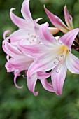 AMARYLLIS BELLADONNA