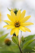 HELIANTHUS LEMON QUEEN