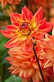 DAHLIA KARMA FIESTA