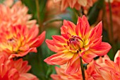 DAHLIA KARMA FIESTA