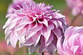 DAHLIA VASSIO MEGGOS