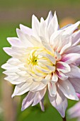 DAHLIA SIR ALF RAMSEY