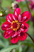 DAHLIA HOOTENANNY