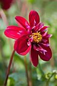 DAHLIA HOOTENANNY