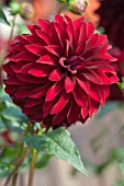 DAHLIA SNOHO MONIKA