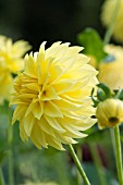 DAHLIA GOLDEN NICKLES