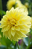 DAHLIA GOLDEN NICKLES