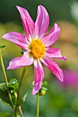 DAHLIA HONKA ROSE