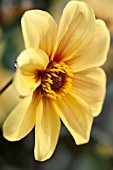 DAHLIA HADRIANS SUNLIGHT