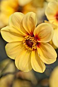 DAHLIA HADRIANS SUNLIGHT