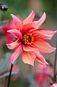 DAHLIA WALTZING MATILDA