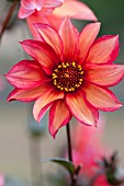 DAHLIA WALTZING MATILDA