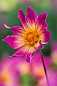 DAHLIA BRIGHT EYES