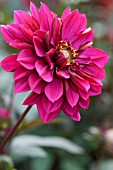 DAHLIA PURPLE HAZE