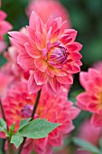 DAHLIA KILBURN ROSE