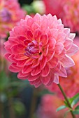 DAHLIA KILBURN ROSE