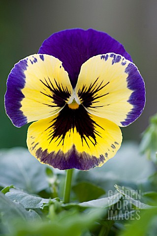 PANSY_FIELDS_OF_GOLD