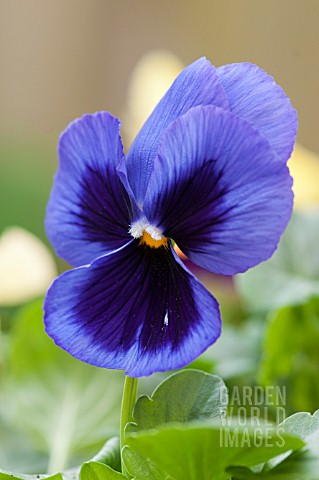 PANSY_FIELDS_OF_GOLD