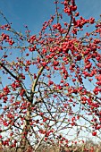 MALUS RED SENTINEL