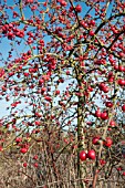 MALUS RED SENTINEL